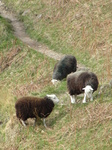 SX22183 Black sheep with white heads.jpg
